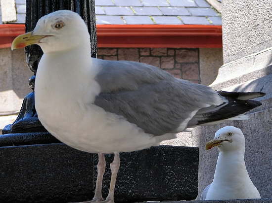 Jonathan L., habitant de Jersey